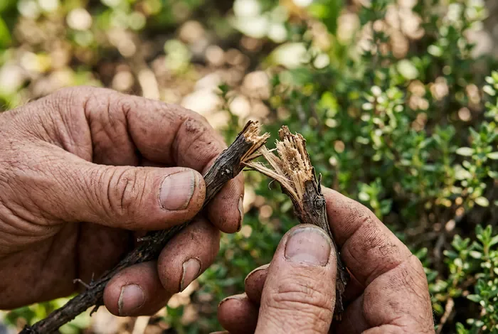Thym mort : comment savoir s'il est encore sauvable ? - Thym mort ou dormant ? 3 tests infaillibles - Comment savoir si mon thym est mort ? Guide de diagnostic Gros plan sur une tige de thym sèche et cassée par une main de jardinier