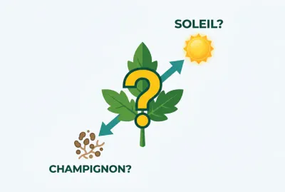 Infographie simplifiée : feuille de tomate avec interrogation sur les causes de flétrissement