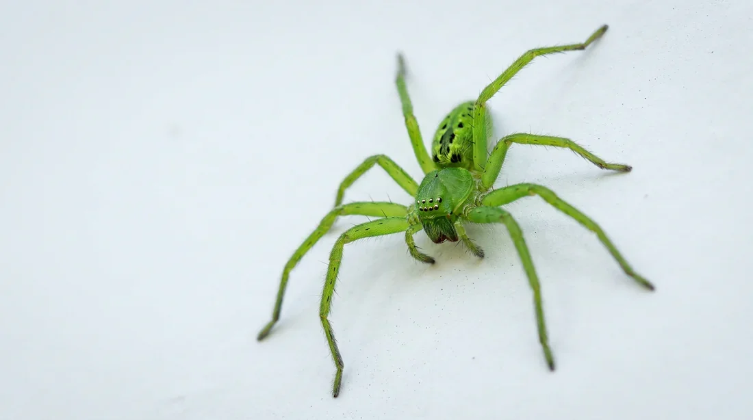 Une Micrommata virescens dans son environnement Araignée Micrommata virescens vert vif posée sur un mur blanc